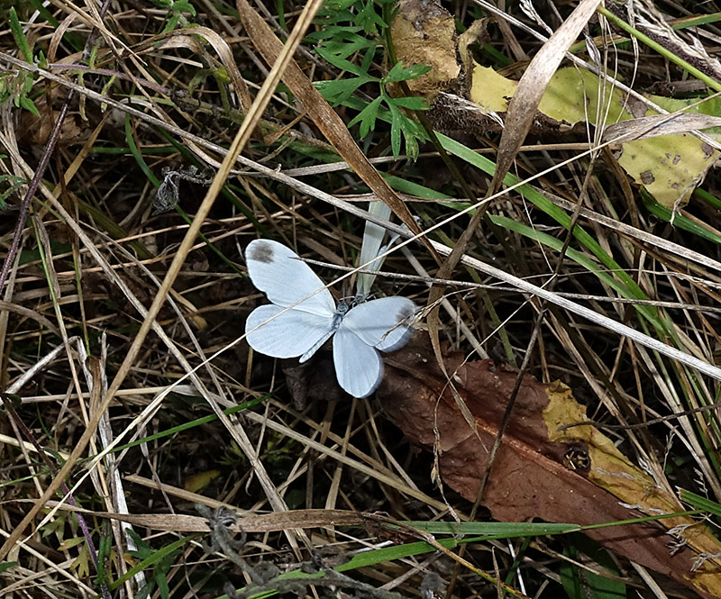 Le Farfalle... volano!